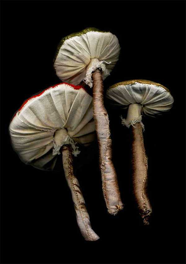 Mushroom6