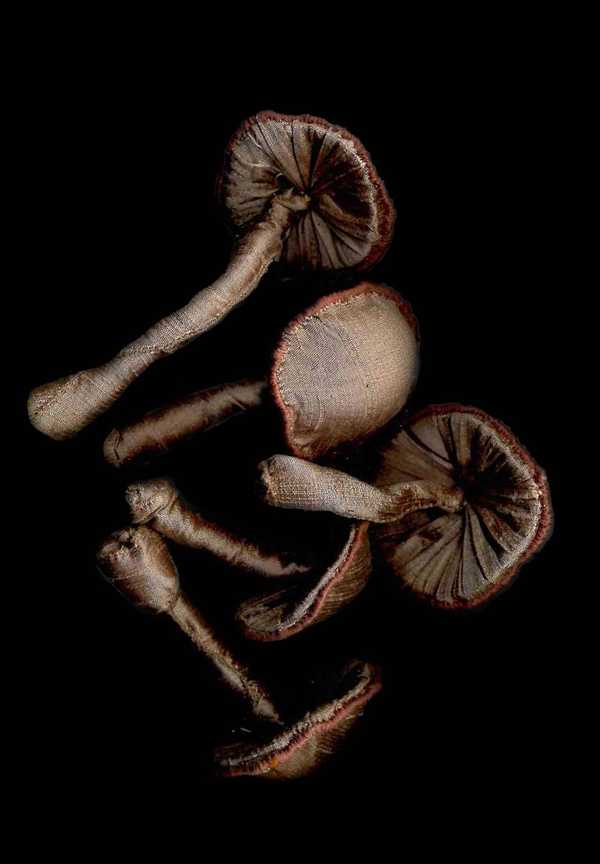 Mushroom5